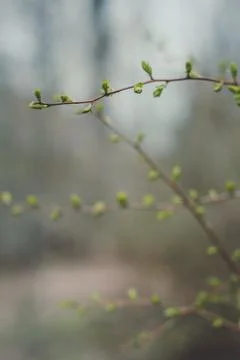 Close up tree with early spring buds concept photo Foto stock