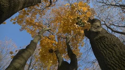 A close up of a tree in the fall Video stock 151830507