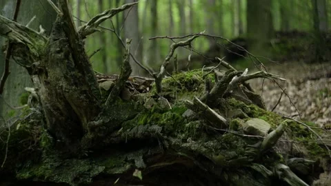 Close Up of a Tree Fallen Over Stock Footage 171242717