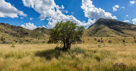 Close Up Tree in Field with Mountains Time Lapse Stock Footage 57755130