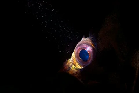 Close up of a Tree fish eye Stock Photos