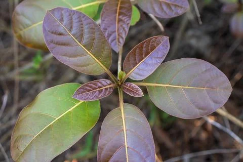 Close-up of a Tree Flower Leaf Stock Photos