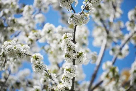 Close-up of a tree flowering with clusters of small, white blossoms and a blue s Stock Photos