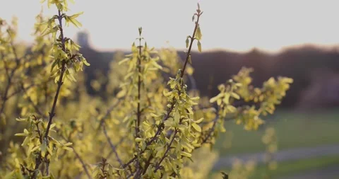 Close-up of tree foliage in spring in the park against the cloudless sky Stock Footage 130435509