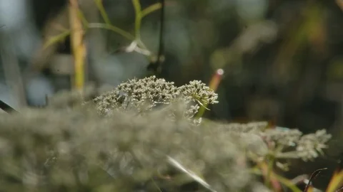 Close up of tree Stock Footage 124987517