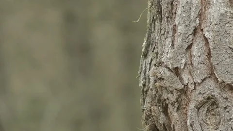 Close up of a tree Stock Footage 125077785