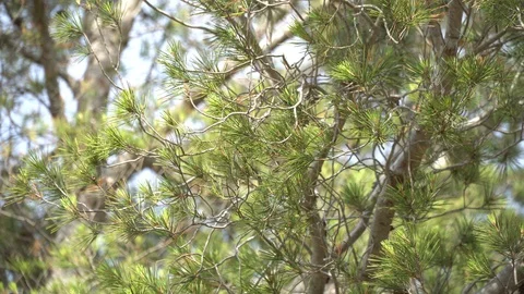 Close up tree Stock Footage 127870493