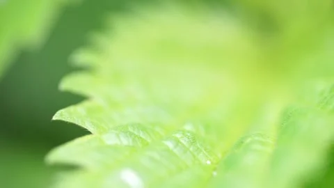 A close up of a tree Stock Footage 130392502