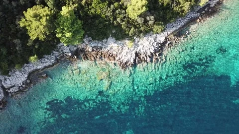 A close up of a tree Stock Footage 130409753