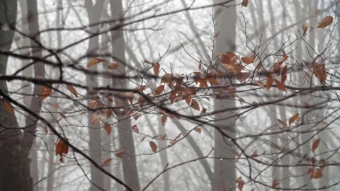 A close up of a tree Stock Footage 131720033