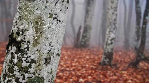 A close up of a tree Stock Footage 131722715