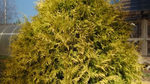 A close up of a tree Stock Footage 131960192