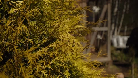 A close up of a tree Stock Footage 131961886