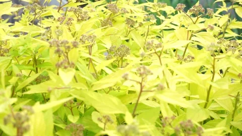 A close up of a tree Vídeos de archivo 133600976