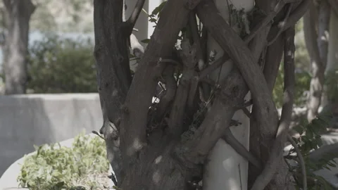 Close up of tree Stock Footage 138542727