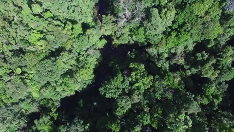A close up of a tree Stock Footage 155510501