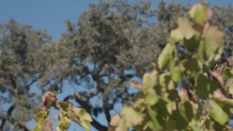 A close up of a tree 動画素材 155581706