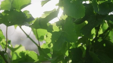 A close up of a tree Video stock 155583148