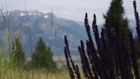 A close up of a tree 動画素材 155583663