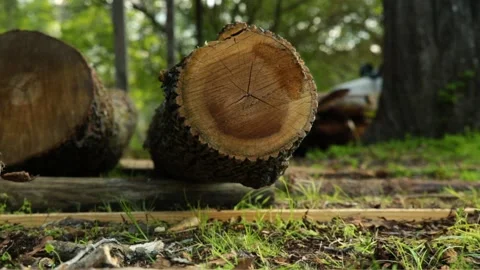 A close up of a tree Stock Footage 155583711