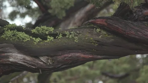 A close up of a tree Stock Footage 155591847