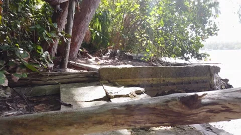 A close up of a tree Stock Footage 155592684