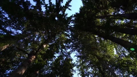 A close up of a tree Stock-Footage 156012152