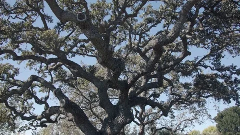 A close up of a tree 動画素材 156012488