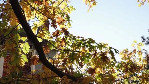 A close up of a tree Video stock 156014027