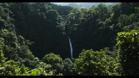 A close up of a tree Stock Footage 156014969