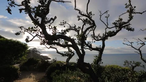 A close up of a tree Stock Footage 156015076