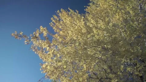 A close up of a tree Stock Footage 156015246