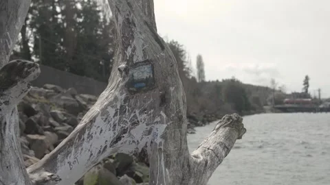 A close up of a tree Stock Footage 156015989