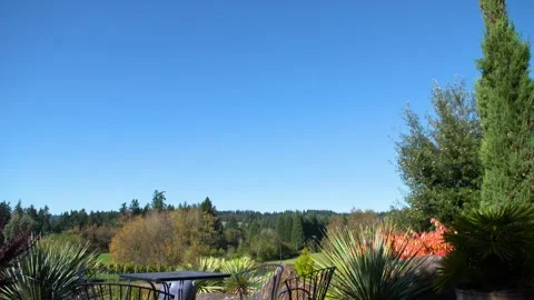 A close up of a tree 動画素材 156017359