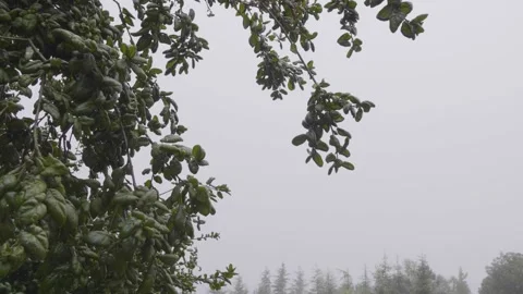 A close up of a tree 動画素材 156020720