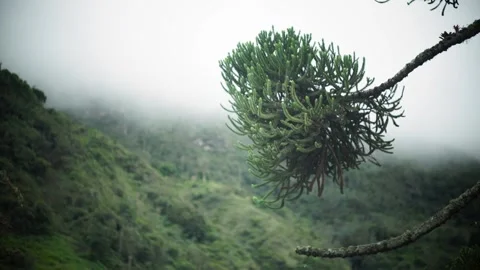 A close up of a tree Stock Footage 156020901