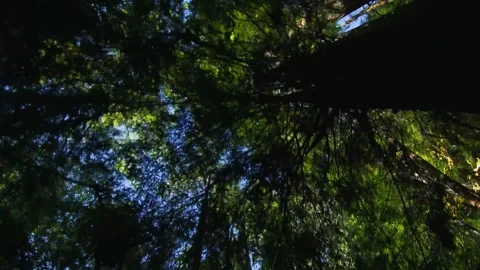 A close up of a tree Stock Footage 156021148