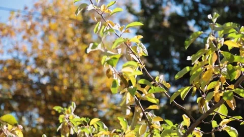 A close up of a tree Stock-Footage 156022649
