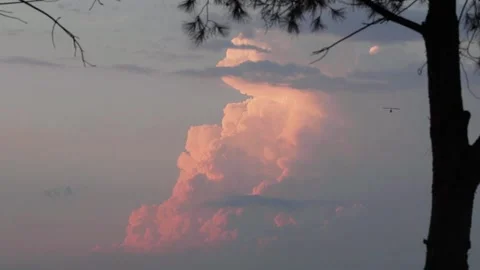 A close up of a tree Stock Footage 156026095