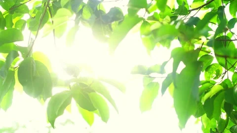 A close up of a tree Vídeos de archivo 156845586