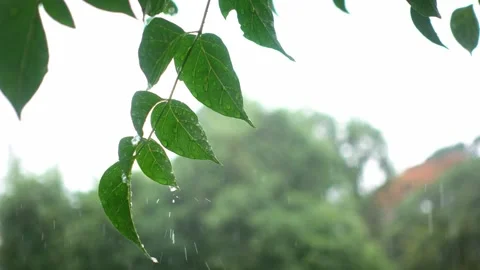 A close up of a tree 库存影片 156846533