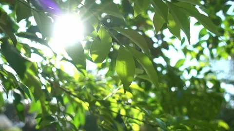 A close up of a tree Vídeo Stock 156846577