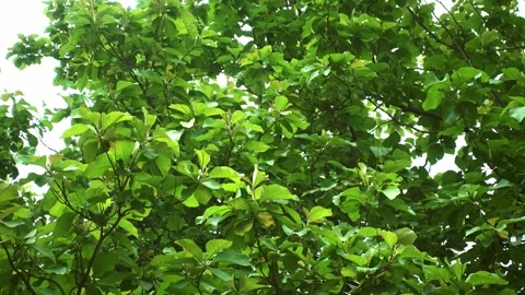 A close up of a tree Vidéo 156846597