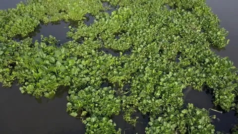 A close up of a tree Vídeo Stock 156847198