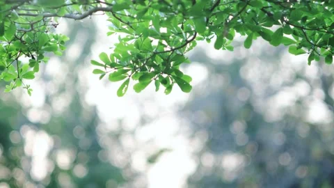 A close up of a tree 库存影片 156848348