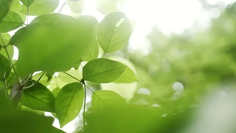 A close up of a tree 库存影片 156848413