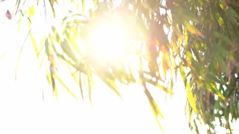 A close up of a tree Vídeos de archivo 156848680