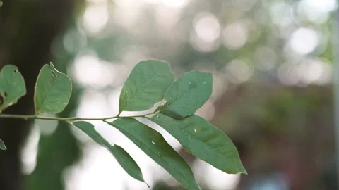 A close up of a tree 스톡 동영상 156849639