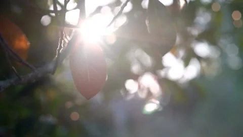 A close up of a tree Vidéo 156849801