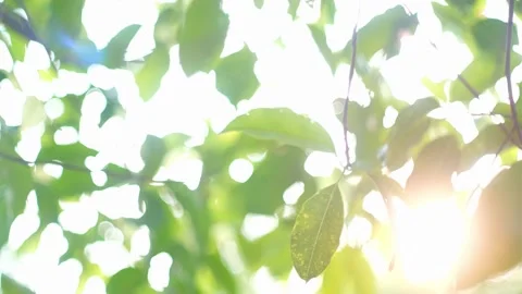 A close up of a tree 스톡 동영상 156849830